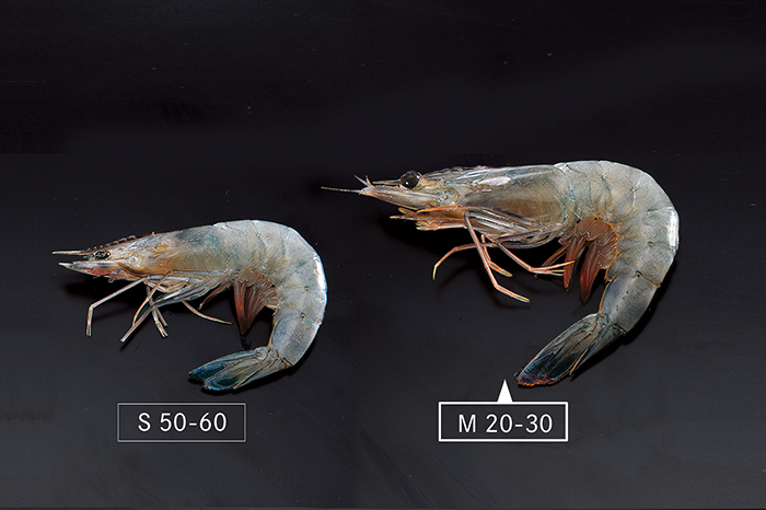 ニューカレドニア産 天使の海老 M